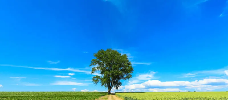 青空とポプラの木の風景